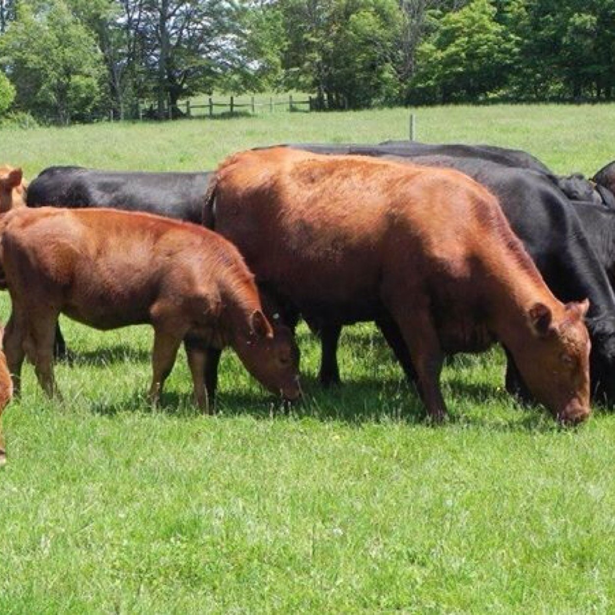 Alberta Angus