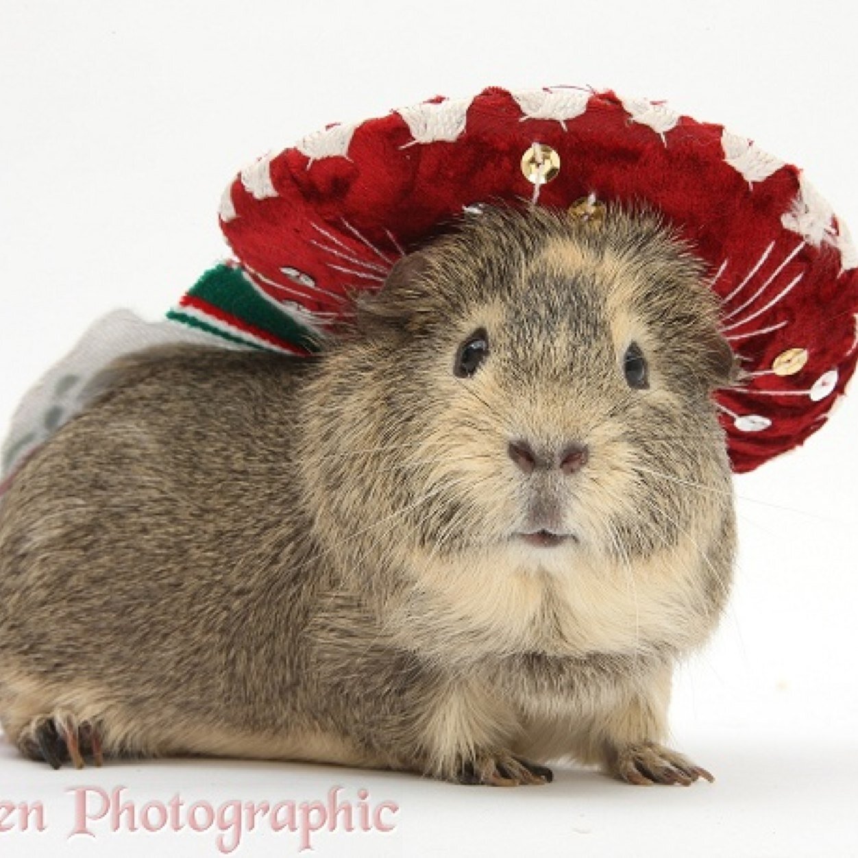 Nothing but hats and guinea pigs