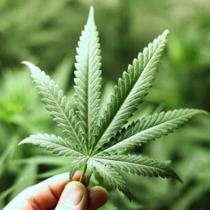 ChronicPhotos's profile picture. 