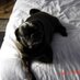 Steve Camasi (@1chloepug) Twitter profile photo Steve Camasi (@1chloepug) Twitter profile photo