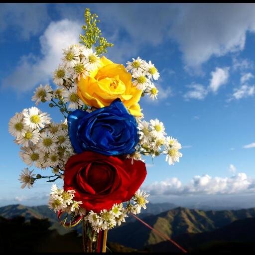 eilingcmp's profile picture. Madre ante todo. Venezolana, artista, soñadora, amante de los gatos y como alguna vez me dijeron tu eres feliz.