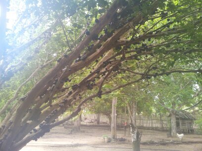 ADORO A NATUREZA,ESTAR COM AMIGOS E FAMÍLIARES E PRINCIPALMENTE  DE ESTAR NA NOSSA CHACARA/POUSADACASADEMARIA