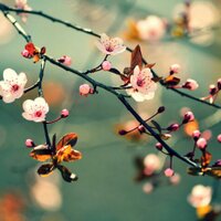 esma (@esmaenan) 's Twitter Profile