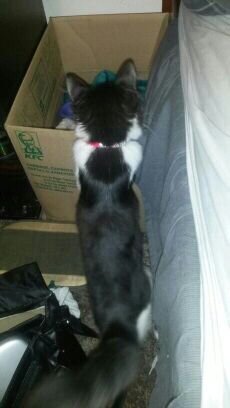 My full name is Kitty Nori Oreo Thorin Grond Dwarvencat III. I'm practically a grown-up now so only Master gets to call me 'Baby'. I hate my new collar.