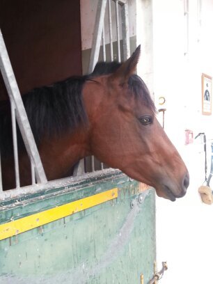 aficionado a todo tipo de deportes.  socio de las cuadras racingpardo y spanish racing club