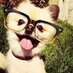 Paws Pawty (@dogyfans) Twitter profile photo