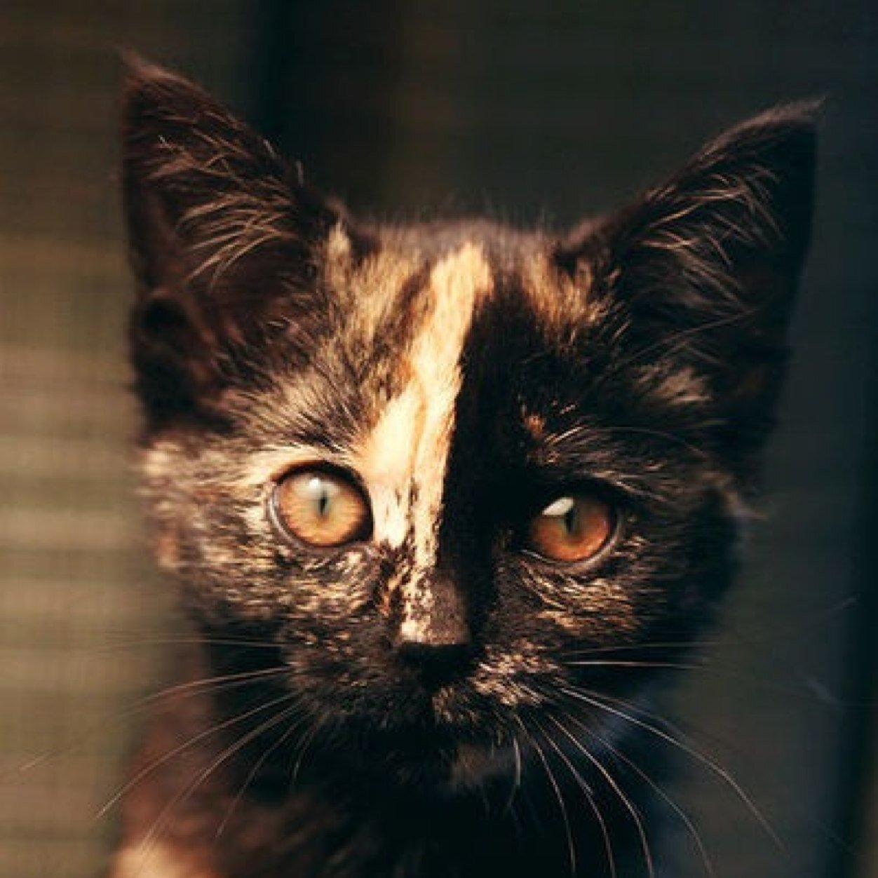 Small, fluffy calico she-cat. Tries to forget about the past and has a hard time trusting cats again. 24 moons old. [mate: /]