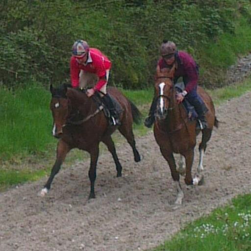 Racehorse trainer based at Short Lane Stables in the beautiful rolling hills of Devon.