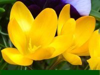 VKLesdUtro's profile picture. 