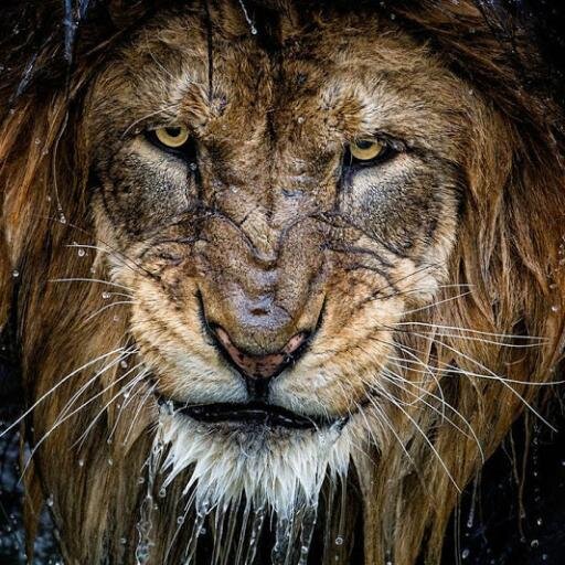 Champen1991's profile picture. Sport sport og lidt mere sport! og så nogle sure tweets om alt