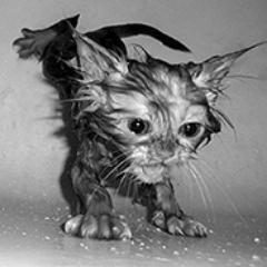 Into computers and gaming on the PC. Love animals of all kinds. Photography is a way of life.