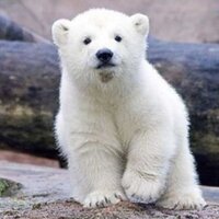 곰좋은봇 (@gomzoah_bot) 's Twitter Profile