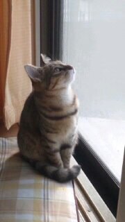 sa_ya🦁🌠🍵⛓️