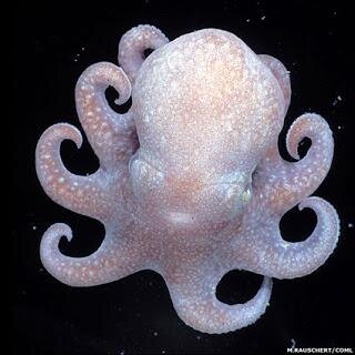 Programmer / Human, not octopus