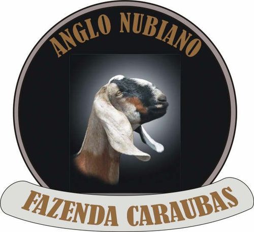 Criação e seleção de Caprinos Anglo Nubiano. Venda Permanente.