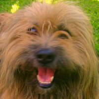 Marcelo (@eltrilliman) 's Twitter Profile