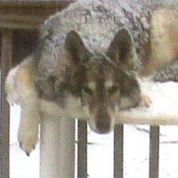 Alisyn Gayle🦋 (@alisyngayle) 's Twitter Profile