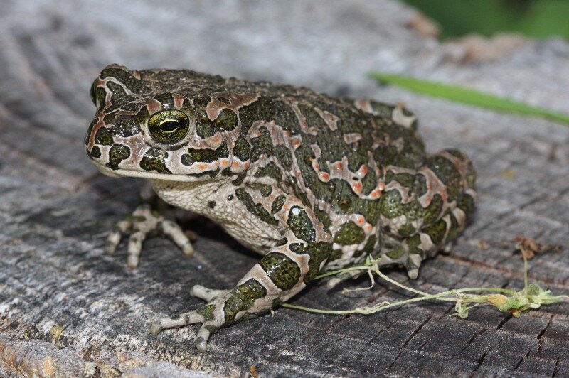 krastavazaba1's profile picture. 