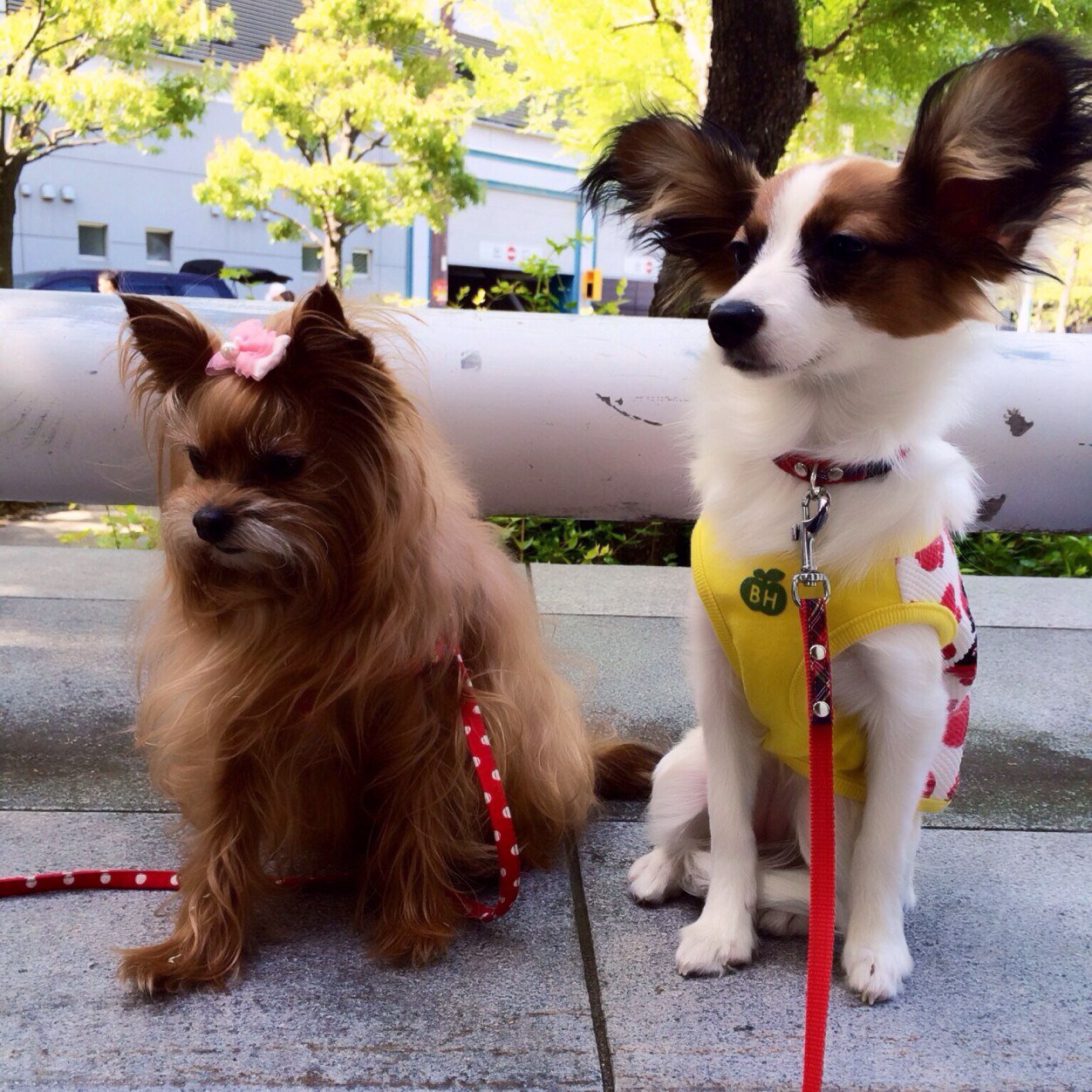 kaorinaa's profile picture. 