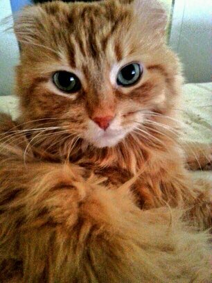 I iz an adorable fluffy gingersnap! I luvz me some cuddles, naps and tuna :)