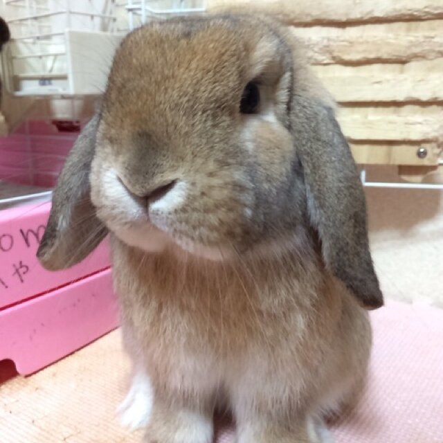 阪神タイガースとヤバTがすきなおっちゃんです。 あまりつぶやきません。プレゼント応募が多いかな