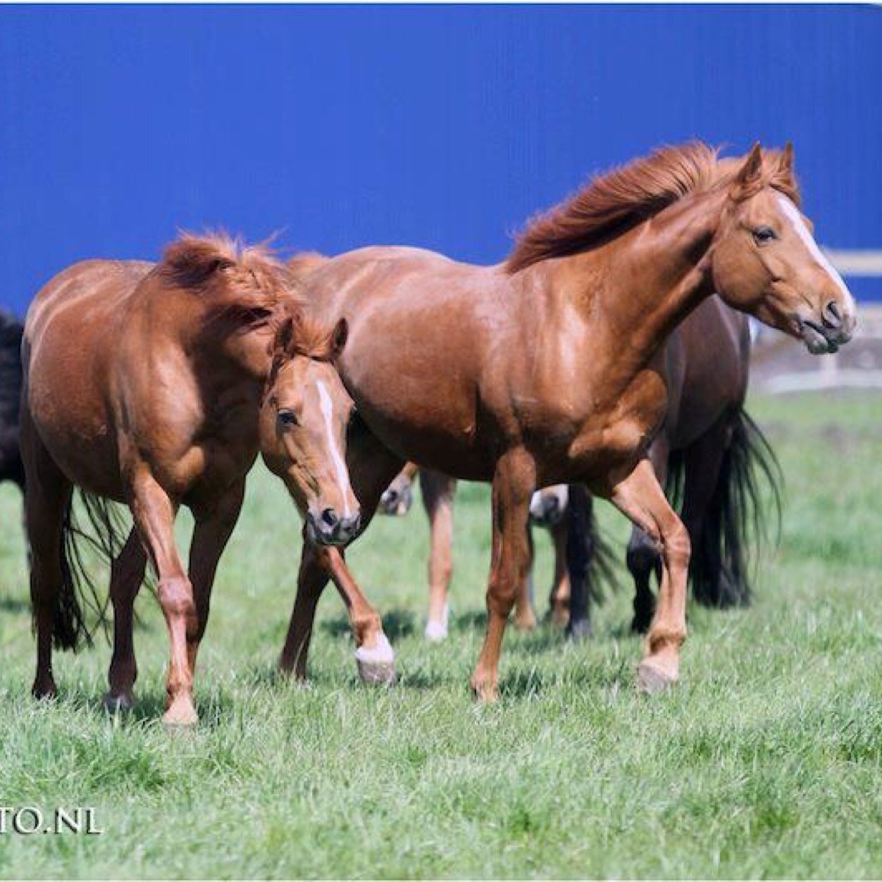 Manege Castellum is een gezellige manege in De Meern, opgericht in 2004 en beschikt over ruim 50 manege pony's & paarden. http://t.co/zL724YmqDw