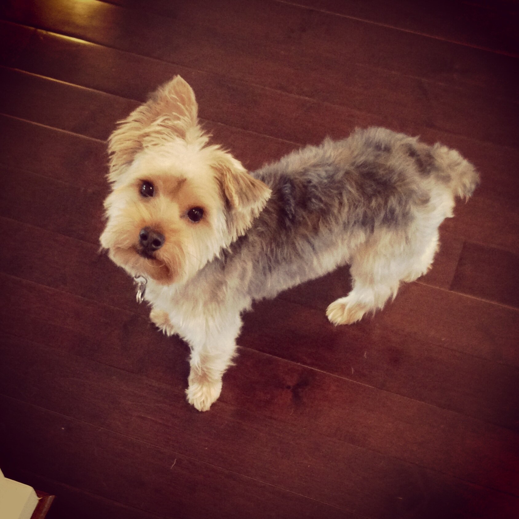 Cutest Pup. Love cuddling with the parents, running outside, annoying my brother and...chewing on things... follow me on Instagram @itschewieg