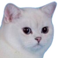 WamWan (@wamwanpics) 's Twitter Profile