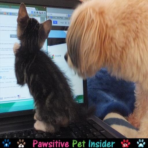 Pawsitive Pet Insider-  Digging up & dishing out everything u need 2 keep tails waggin on your furry BFF, served w/ a side of irresistibly cute photos & videos