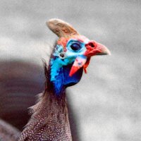 Graham van de Ruit (@grahamvdr) 's Twitter Profile Photo