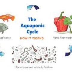 aquaponicsbyant's profile picture. 