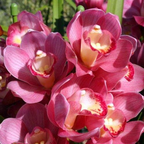 Lyalik2's profile picture. 🌆Cashdar - телеграм город, где выполняя виртуальные задания - получаешь реальные деньги💵
https://t.co/Uto8iOYVv0