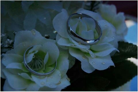 I am a Wedding Planner who is excited to help make your Wedding or Renewal of your vows come true