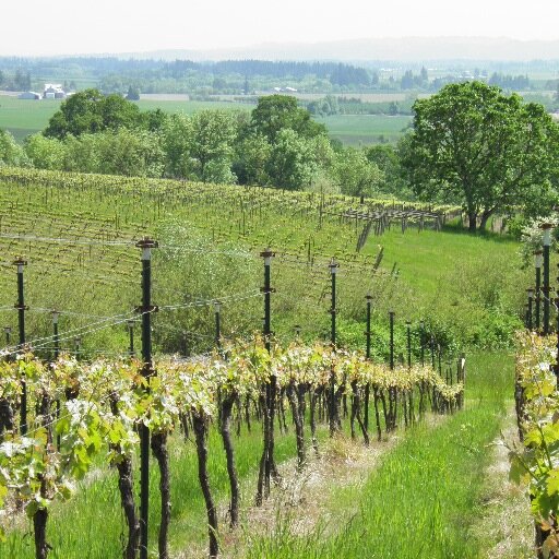 Artistically crafted pinot noir & dolcetto from earth to wine.