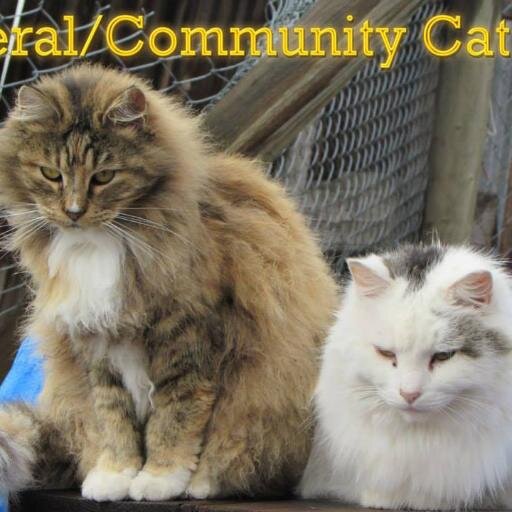 Please help bring awareness to Feral/Community cat colonies and TNR.