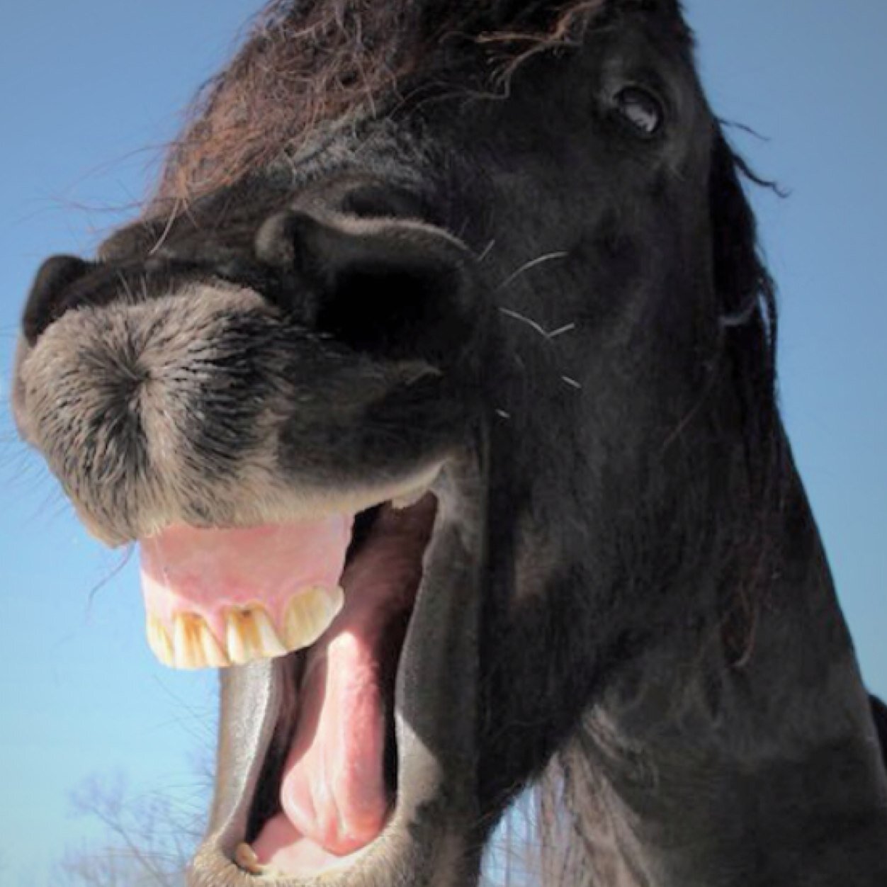 5 year old stallion from Epson/middle aged man from Wales. Also, big fan of Clare Balding and David Bowie. Follow back or I'll back kick you.
