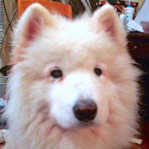 MOVIESonFIVERR's profile picture. VIDEO WIZ! I make dogs, cats and even babies TALK! (and say whatever you want them to say!) I can turn you into a flight hero, even a Jedi! ONLY ON FIVERR