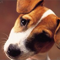 Светлана Илюхина (@varkarl) Twitter profile photo