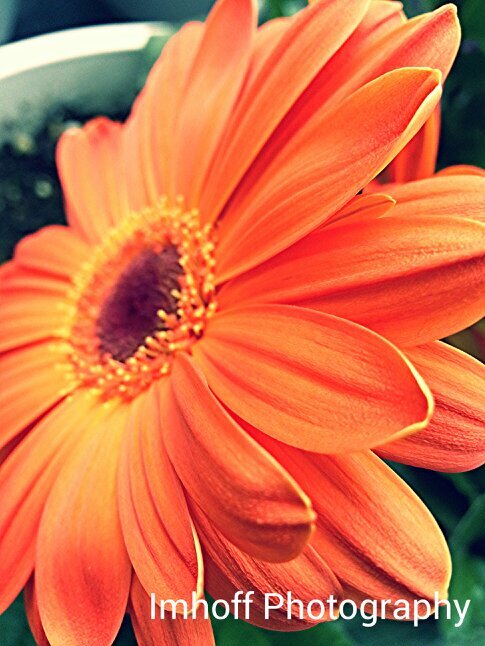 Imhoffphoto_'s profile picture. I take photos! nature, family, friends, pets. All photographs are taken by me and edited by me using #aviarypotoediting. #imhoffphotography ; get it trending.