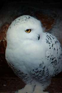 nbartholomevis's profile picture. 