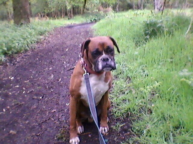 I'm Leo I'm 11yrs old my sisfur is pwincess maisie @Mshihtzu she's norty I'm just slobber chops!!
