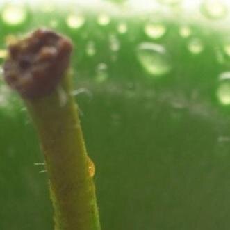 CookingTheMusic's profile picture. I'm not going to teach how to cook just how to do it in a stylish mood