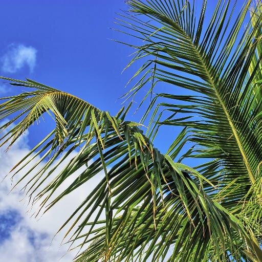 Your Source for all things Jupiter, Florida