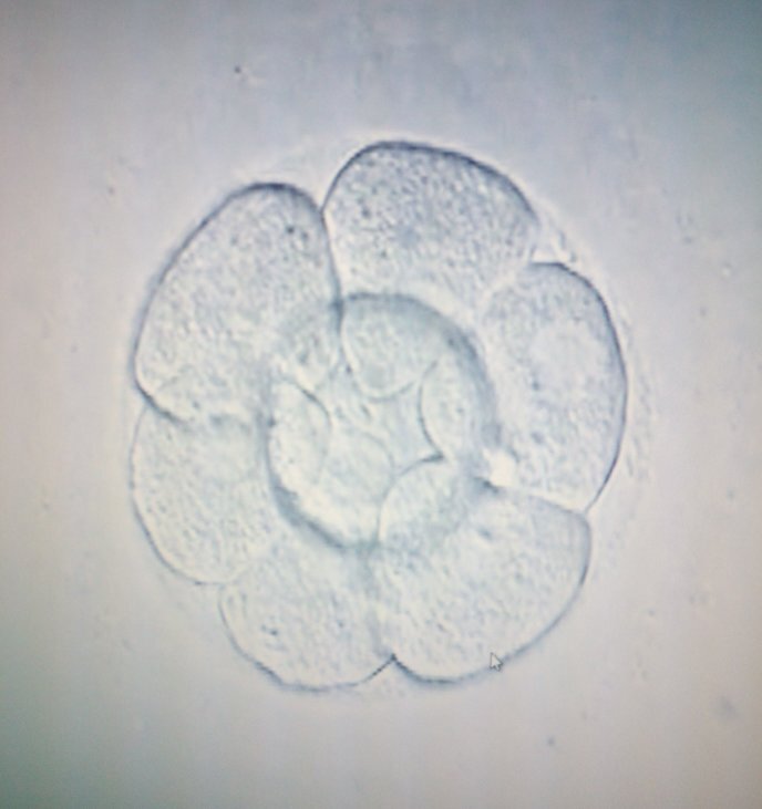 mcarmencanadas's profile picture. Bio(logy) is my life 🤓