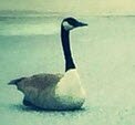 Northern Wake Campus resident goose. Special shout out to Talon for letting me chill on his turf. Hey? Has anyone seen a parking spot?