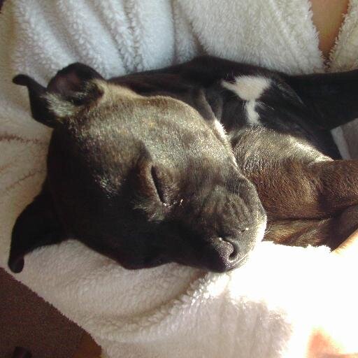 MariaDarimeva8's profile picture. I live with my adorable husband 2 cats & a lovely puppy we have a very wonderful daughter & a wonderful Grand Son.