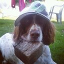 Baxter Butler - @BaxterTheFatDog - Twitter