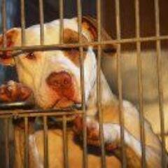 BoiseBullyBreed's profile picture. Who We Are
We are a group of volunteers devoted to rehoming unwanted bully breed dogs from Idaho shelters.