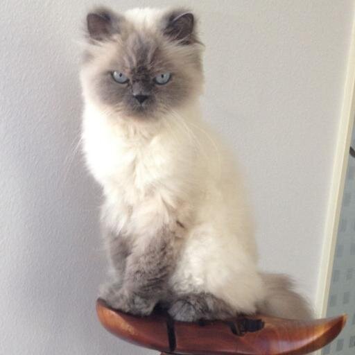 FuzzyRooster's profile picture. 