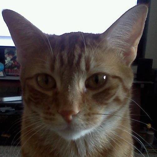 Retired and working on my master's degree. I love anime, video games, and podcasting about Dragon Quest for Slime Time.